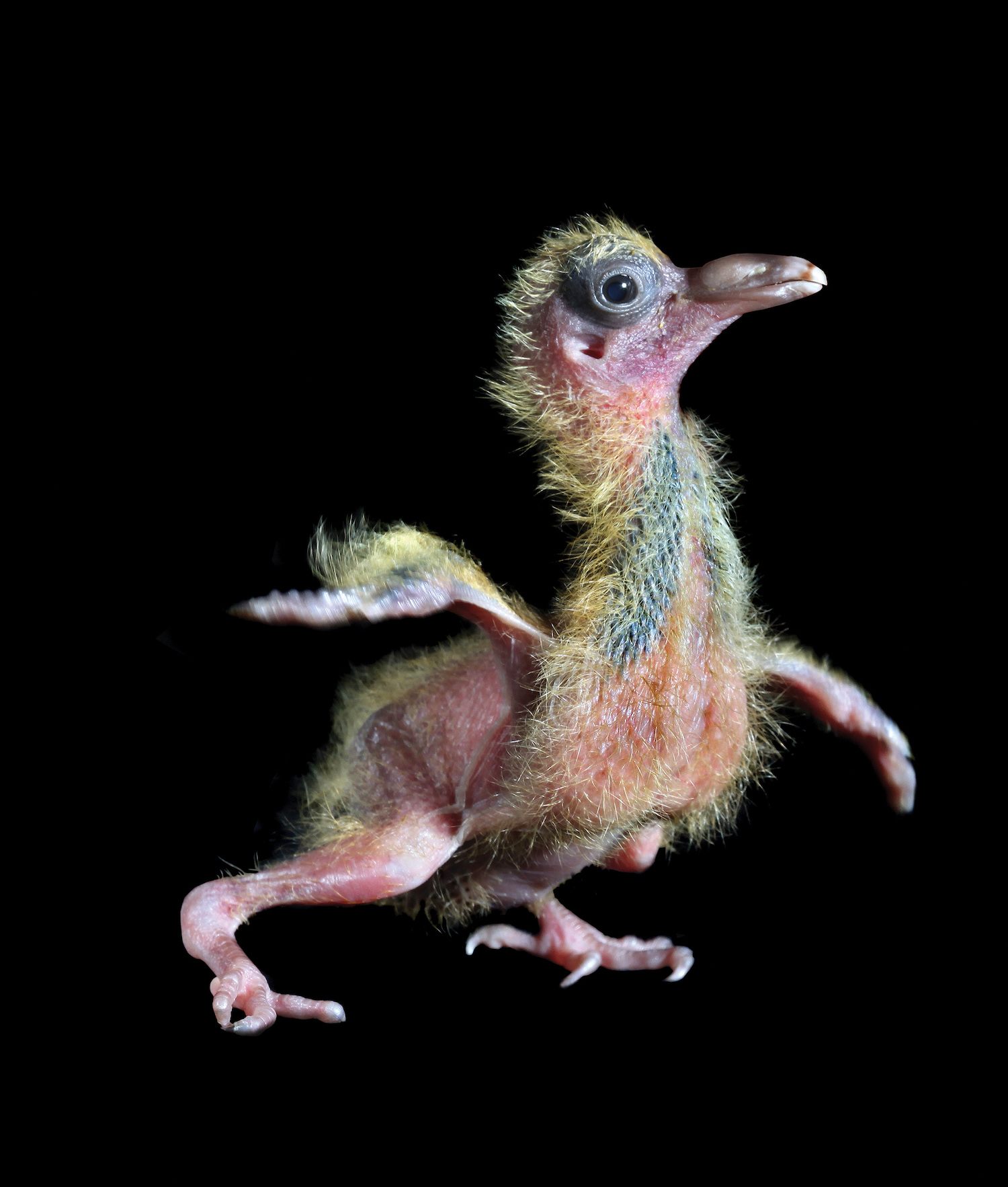A baby pigeon, orphaned at two days old, was photographed at 10 days old, "curious and confident."