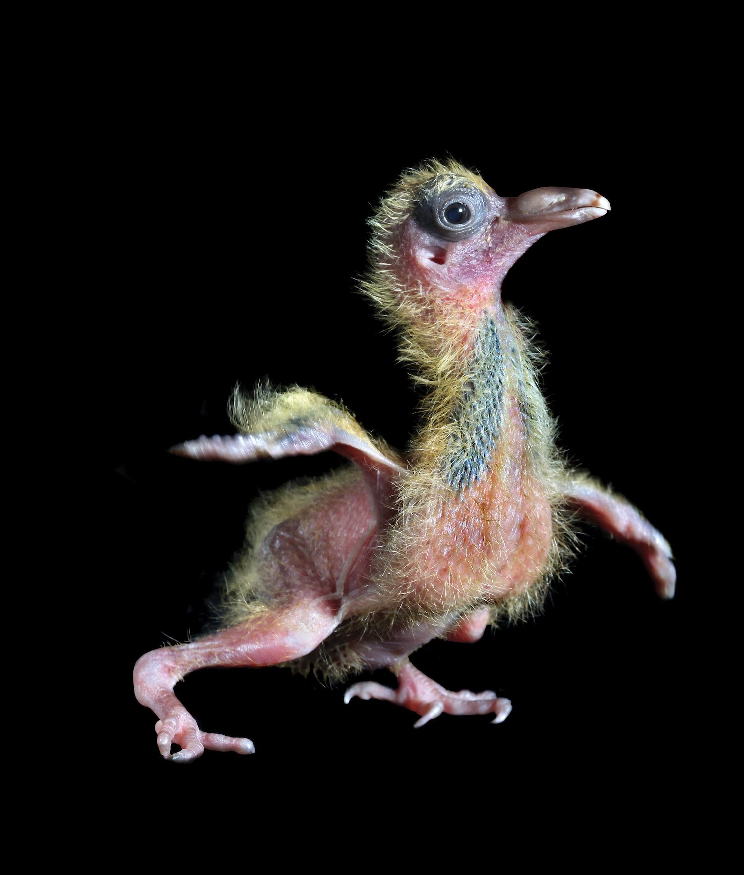 A baby pigeon, orphaned at two days old, was photographed at 10 days old, "curious and confident."  