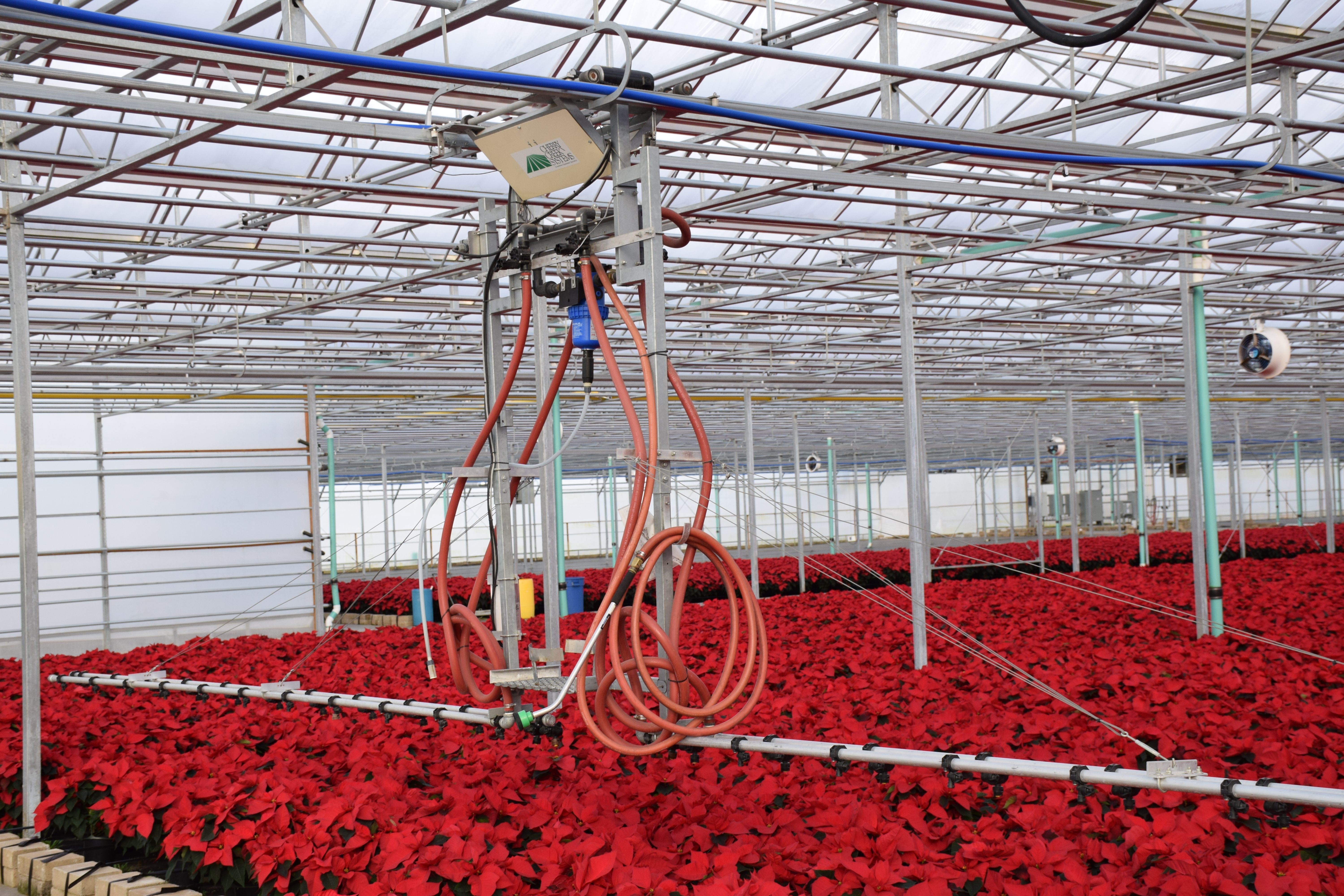Poinsettia is now a big business.