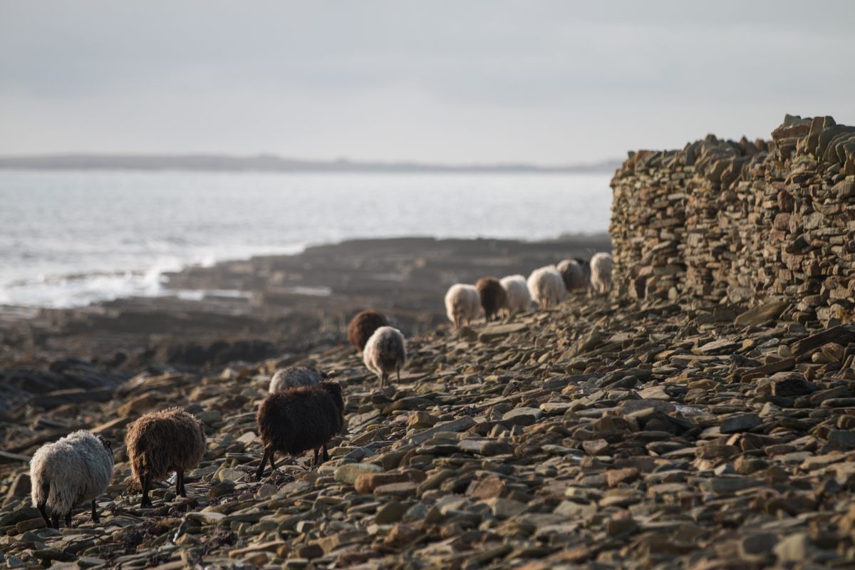 The sheep amble freely around the rocks.