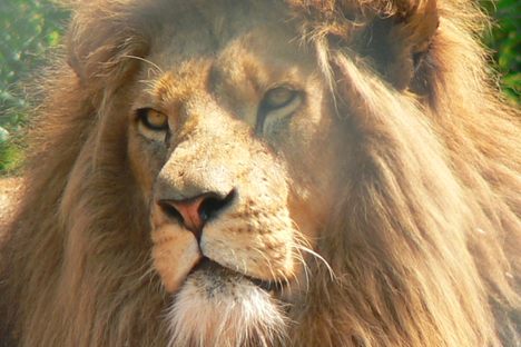 The Biggest Lion Airlift Ever to Send Dozens of Big Cats to Africa