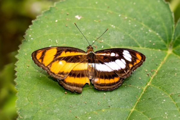 This Color Sergeant butterfly from West Bengal, India has female characteristics on the left side (orange) and male on the right.