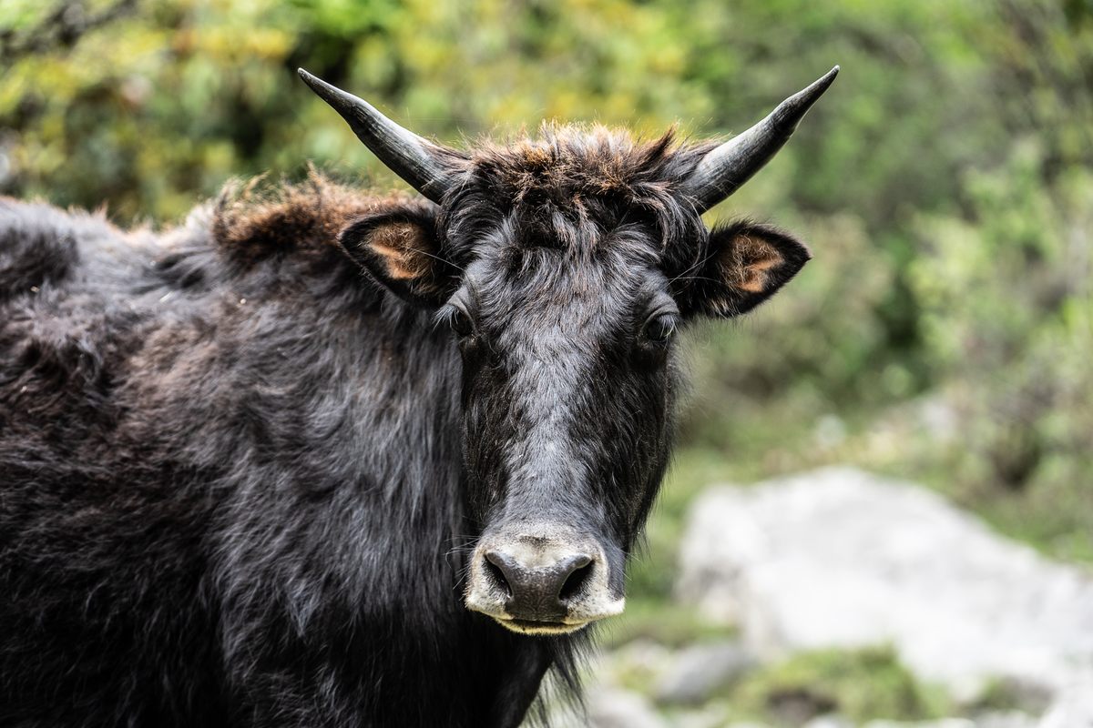 A handsome local yak.