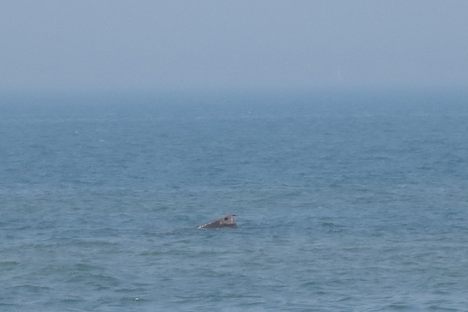 Shipwreck of the Silver Spray