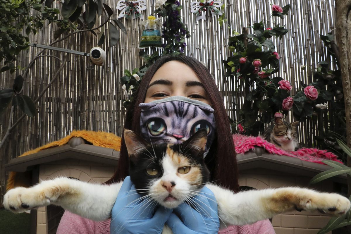 A Palestinian woman poses with one of the stray cats she cares for in her backyard near Hebron, April 7, 2020.