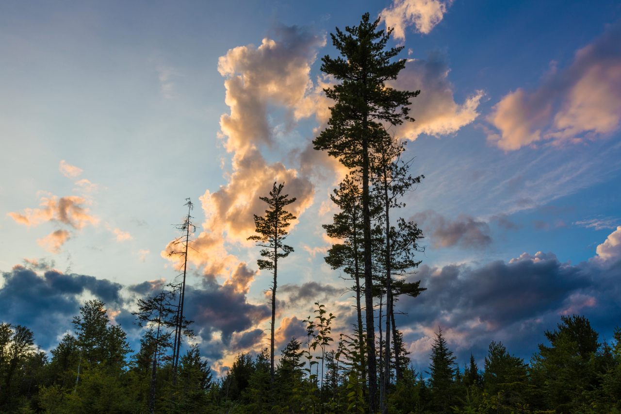 Eastern white pines at sunset in Reed, Maine.