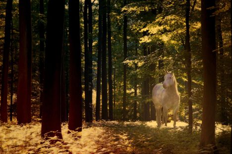 An Abandoned, Saddled Horse Was Found in a British Forest