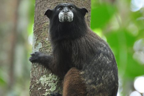 A black-fronted tamarin.