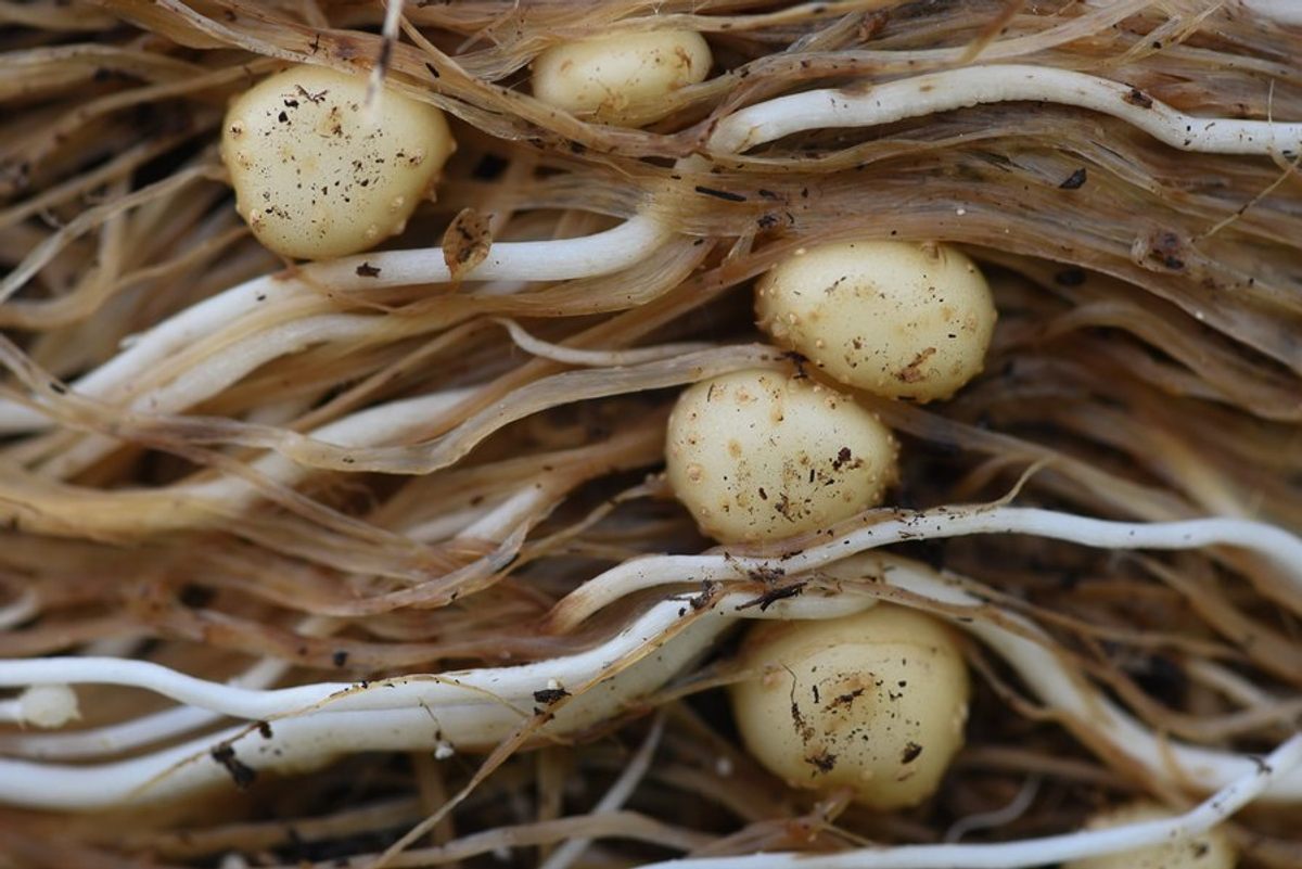 The potatoes range in size. Some are as small as a dime, others as big as a walnut.