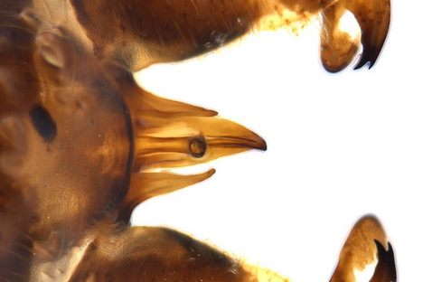A Fly With a Forked Penis Was Accidentally Found in Australia