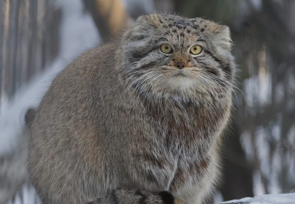 Pallas Cat - Facts - Natural History - Conservation Status