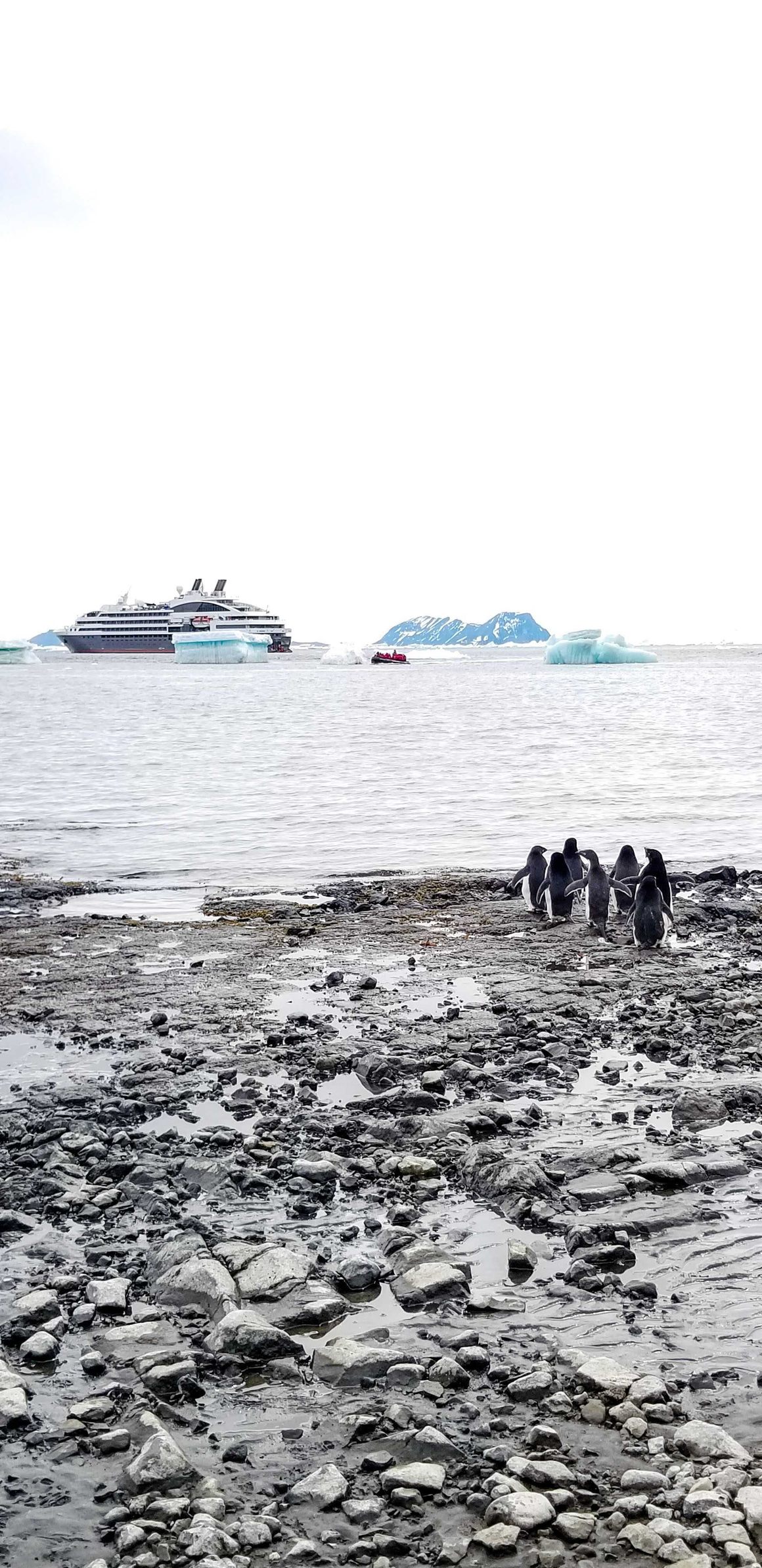 A group of Adelie penguins about to go for a swim 
