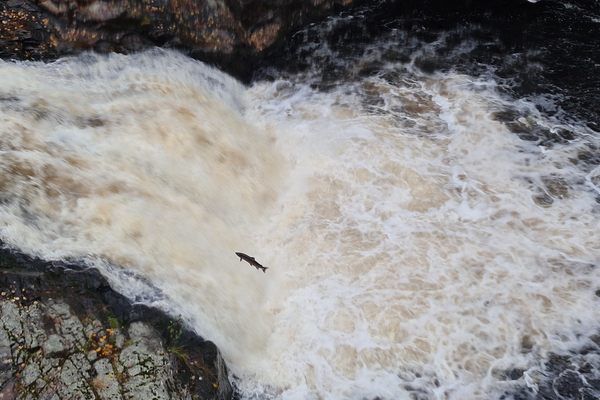 Salmon making the leap up the falls.