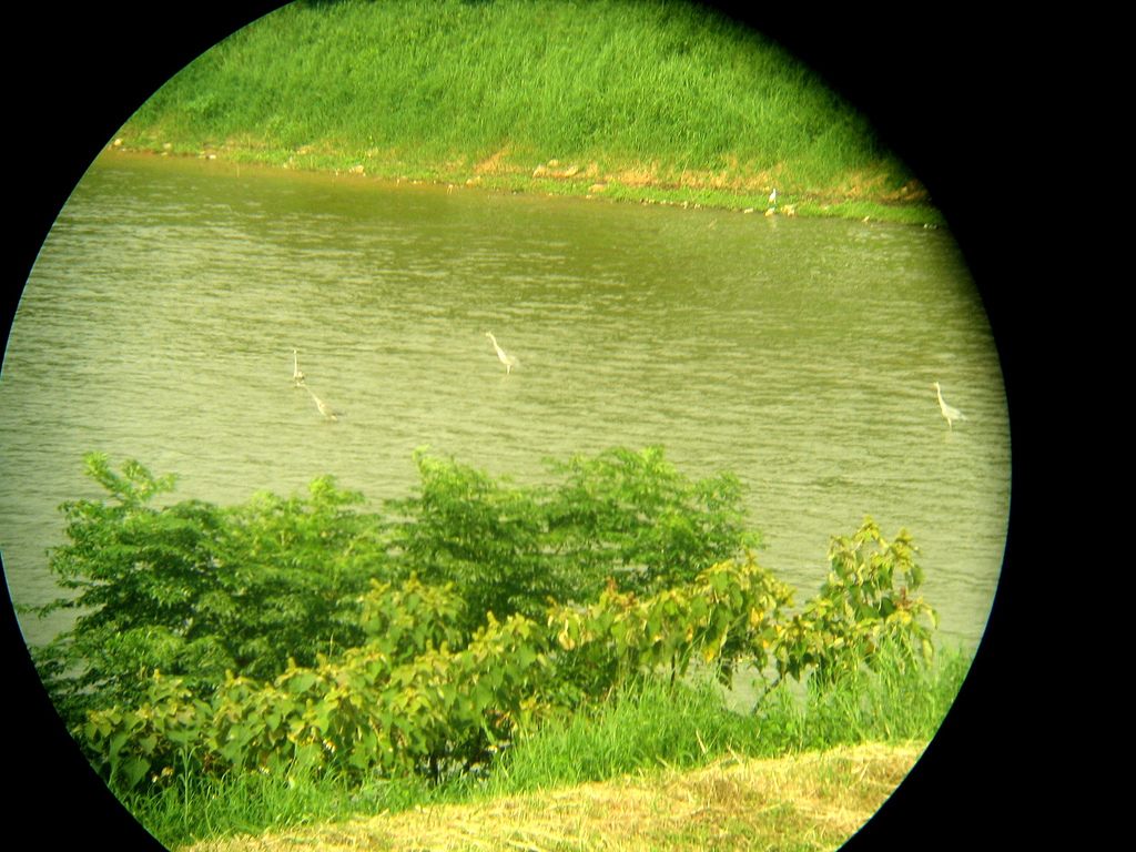 Bird watching with binoculars. 