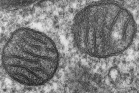  Scientists Just Found Cells They Thought Could Never Exist