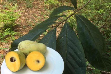Pawpaw is served.