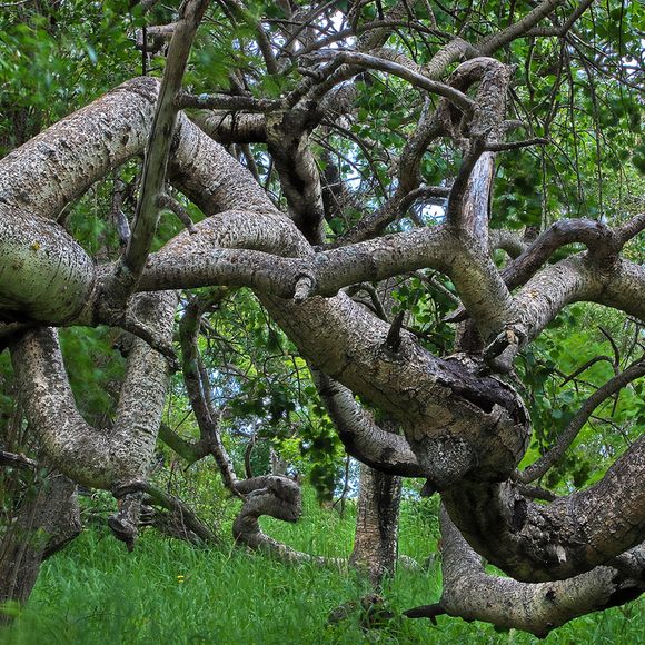 twisted tree trunk