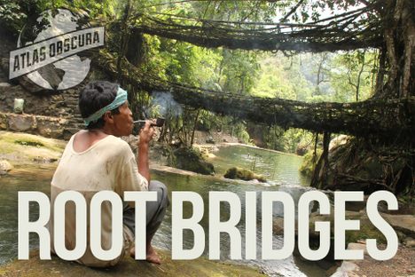 100 Wonders: Where The Bridges Are Grown
