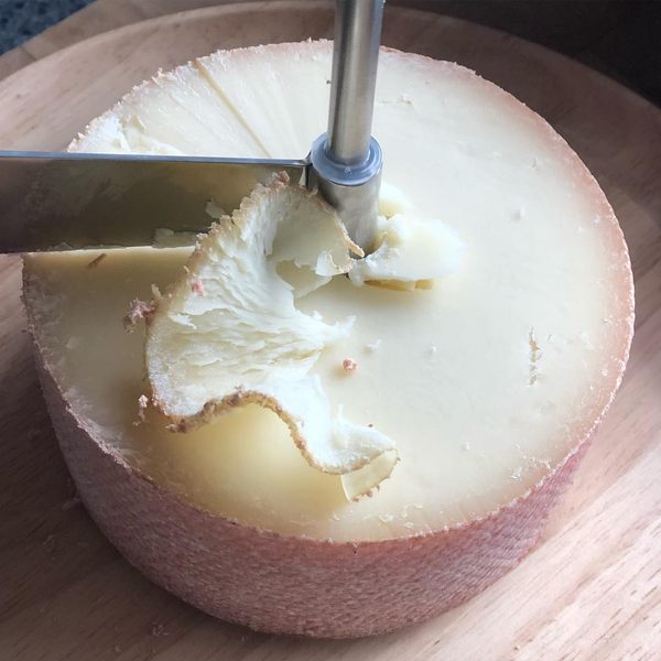 Shaving tete de moine cheese using girolle knife. Variety of Swiss  semi-hard cheese made from unpasteurized cows milk, the name Monks head  Stock Photo
