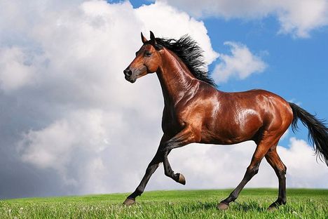For obvious reasons, it's tough to eat horses.