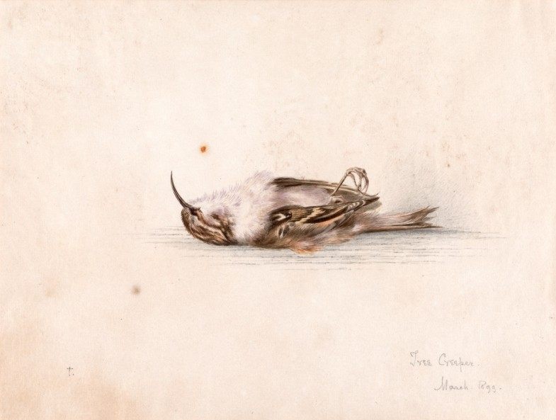 Wilson's painting of a tree creeper.