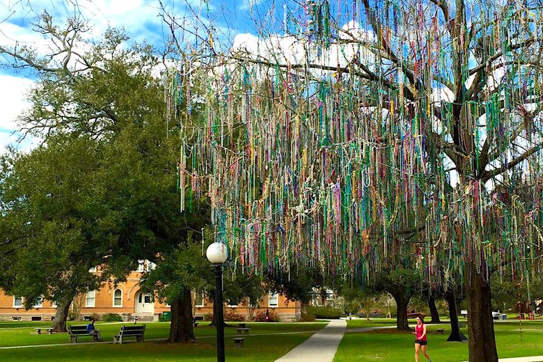 ABC13 Houston - The bead tree in full bloom from Tulane University Alumni  Association Laissez les bons temps rouler! Happy Mardi Gras friends! Check  out more cool Mardi Gras pictures here