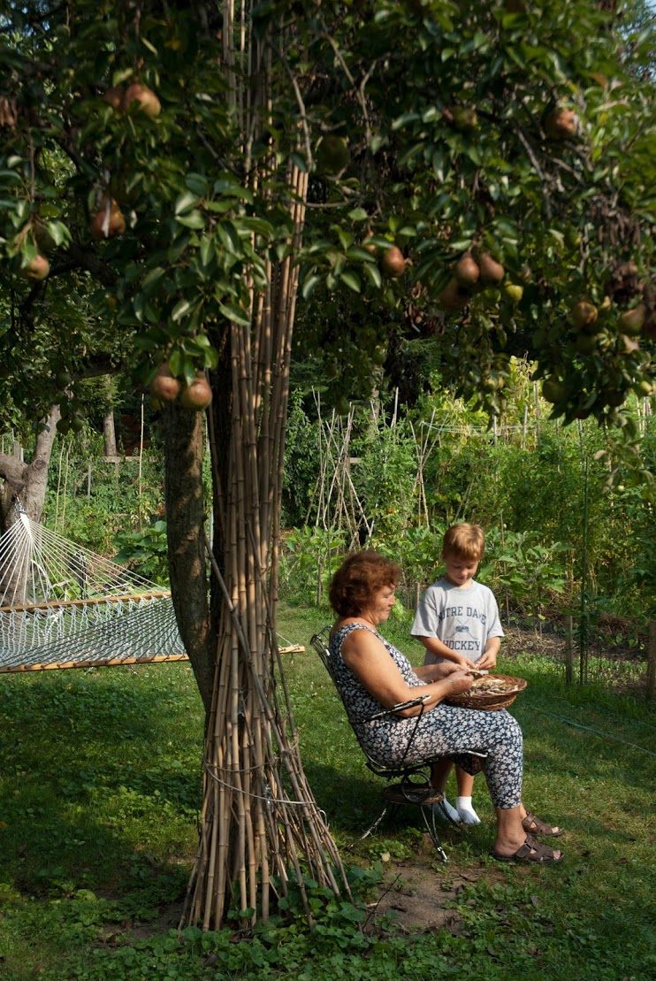 Are You Stuck with a Tree Full of Unripe Figs? — The Italian Garden Project