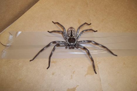 A moving man took the spider home in a lunchbox to meet his six-year-old son before it was picked up by authorities.