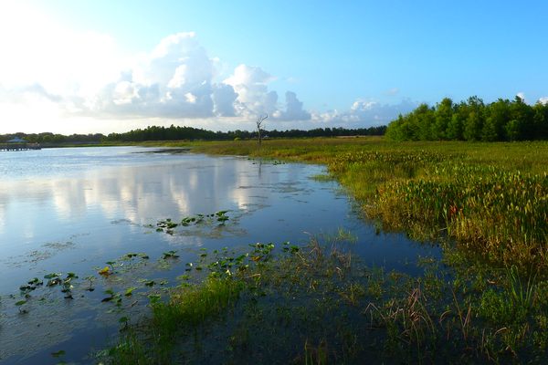 Marsh and open water.