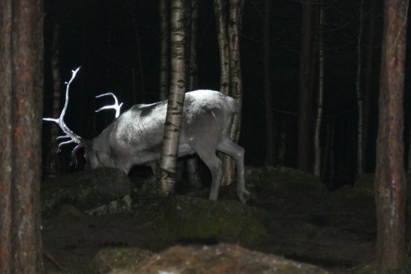 A Finnish reindeer browses reflectively.