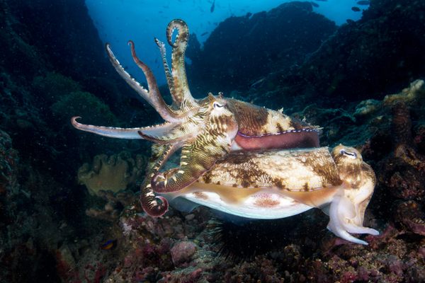 Australian giant cuttlefish males (top) and females (bottom) show different coloration in mating displays.