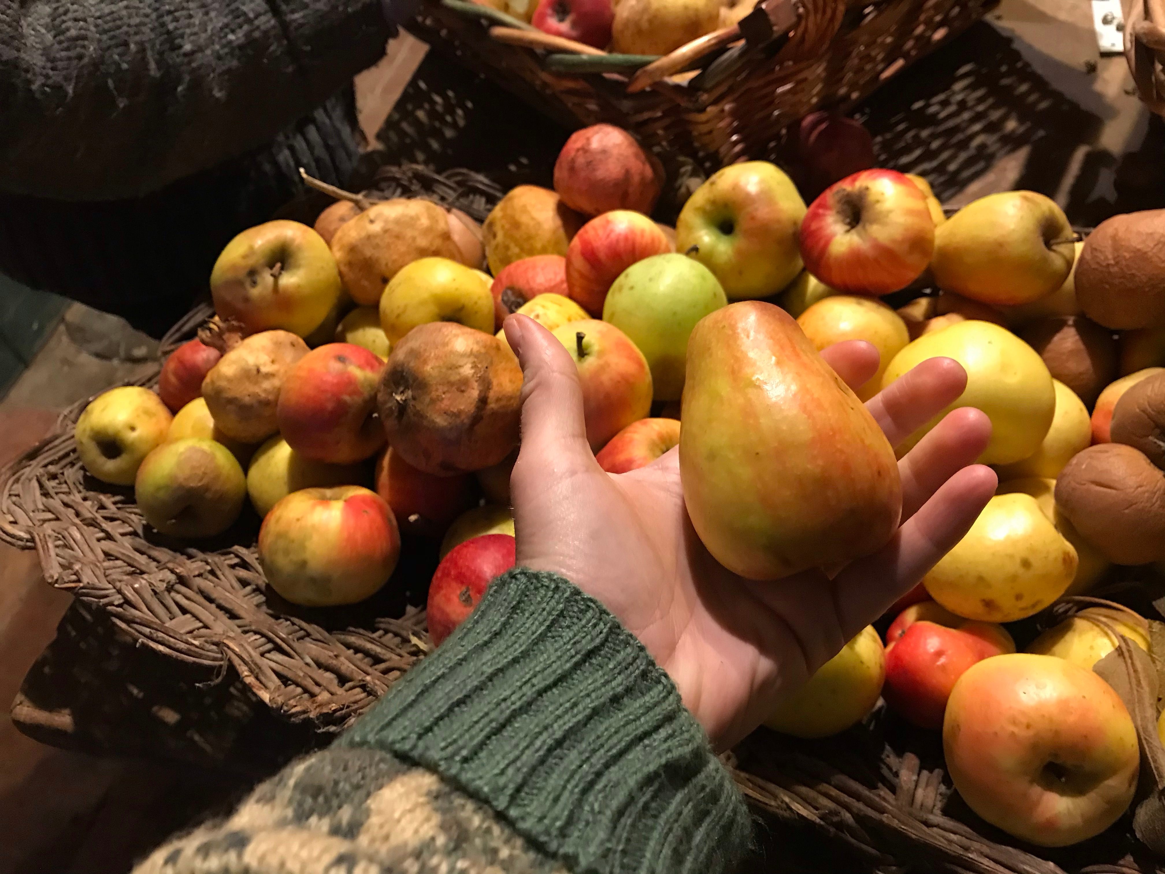 This mouth of the ox apple is practically identical to the one depicted in Albrecht Dürer's painting.