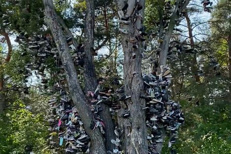 Kalkaska Shoe Tree