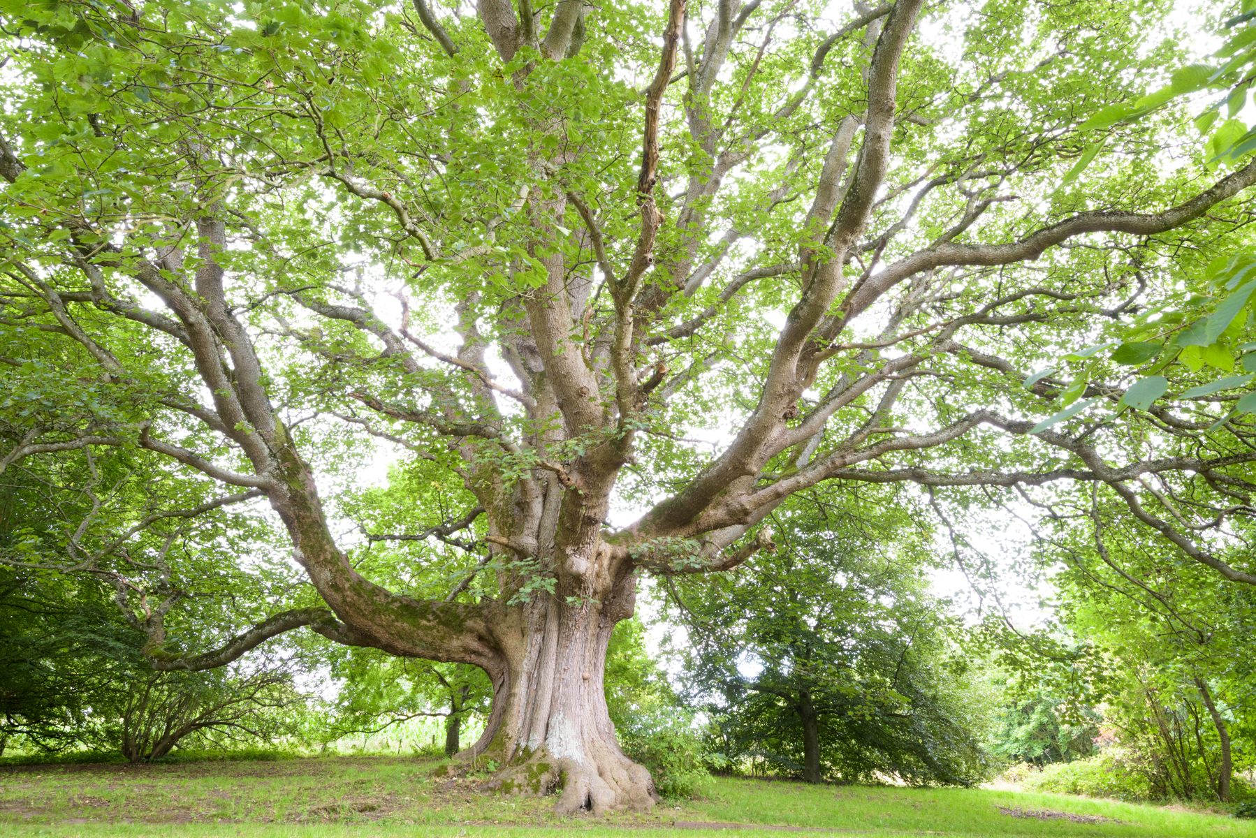 The Scottish Borders' enormous "Flodden Tree" was planted to honor victims of the 1513 battle of Flodden.*