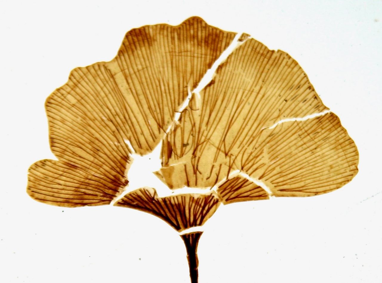 A fossil leaf of the extinct plant <em>Ginkgo adiantoides</em>, which lived more than 11 million years ago in what is now Idaho.