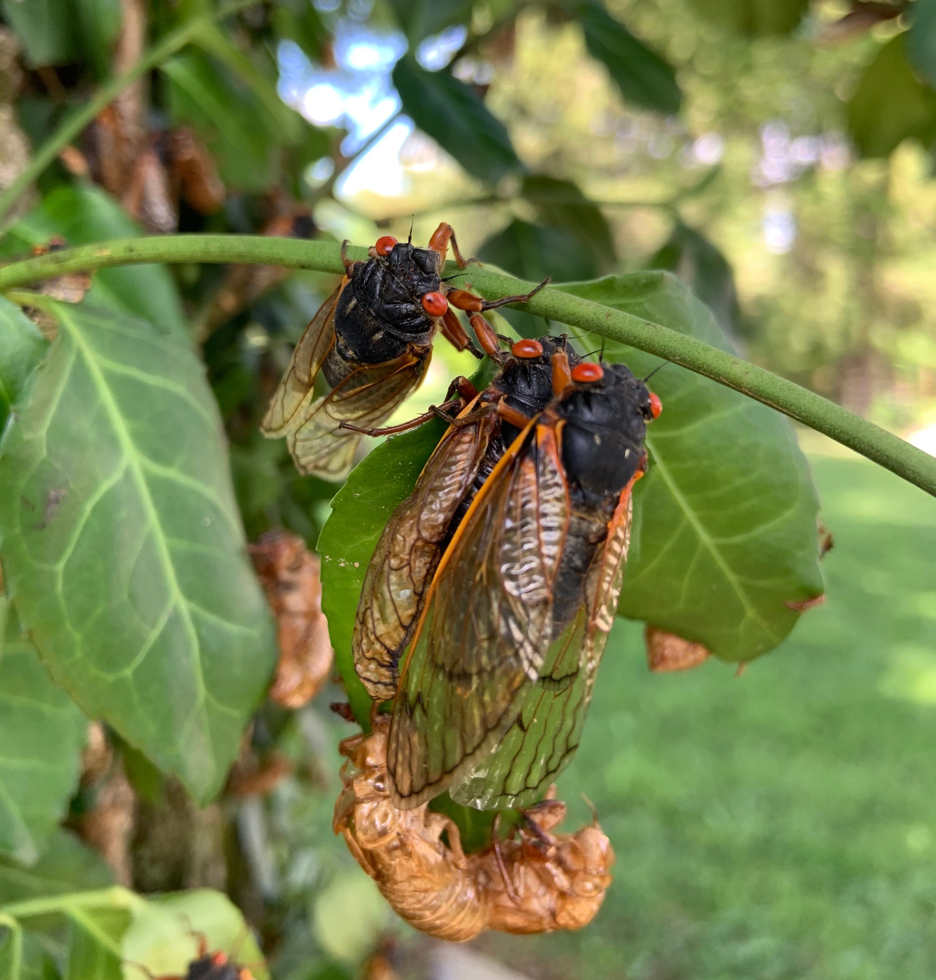 Adult cicadas, and shed nymph shells at the bottom.
