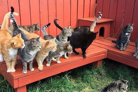 Lanai Cat Sanctuary
