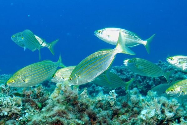 The fish in our oceans are filled with drugs, new study says
