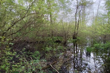 Hockomock Swamp