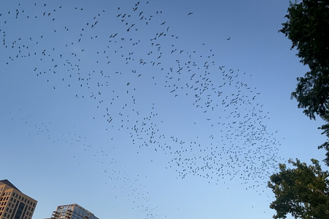 Video: The Joys of Bat-Watching 