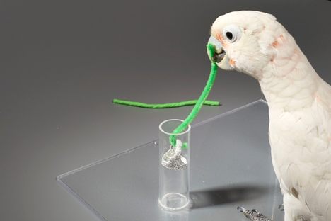 Clever Cockatoos' Tool Use Is Off the Hook