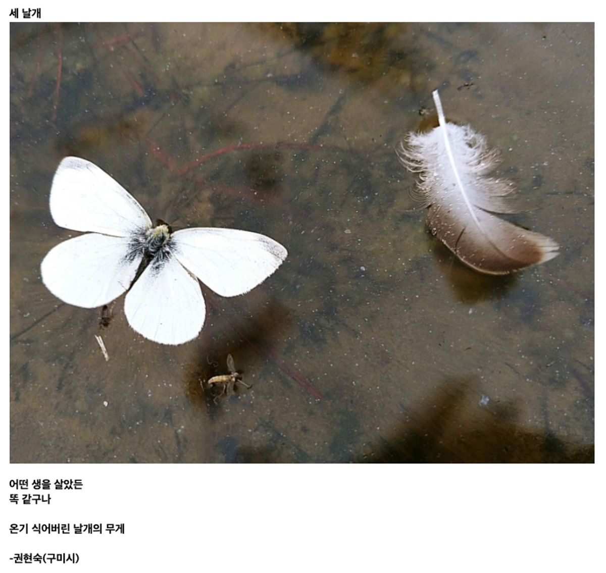 "Regardless of the lives they’ve lived / it’s all the same / the weight of wings without their warmth," writes Kwon Hyun-Sook in "Three Wings."