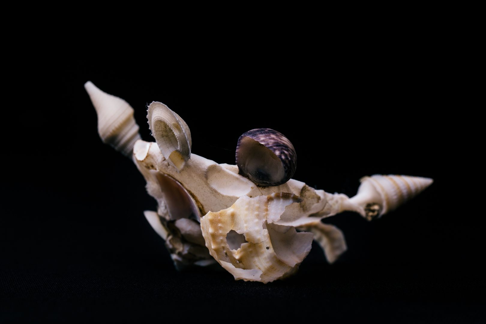 This Xenophora's decorations have nearly outlasted its original shell.
