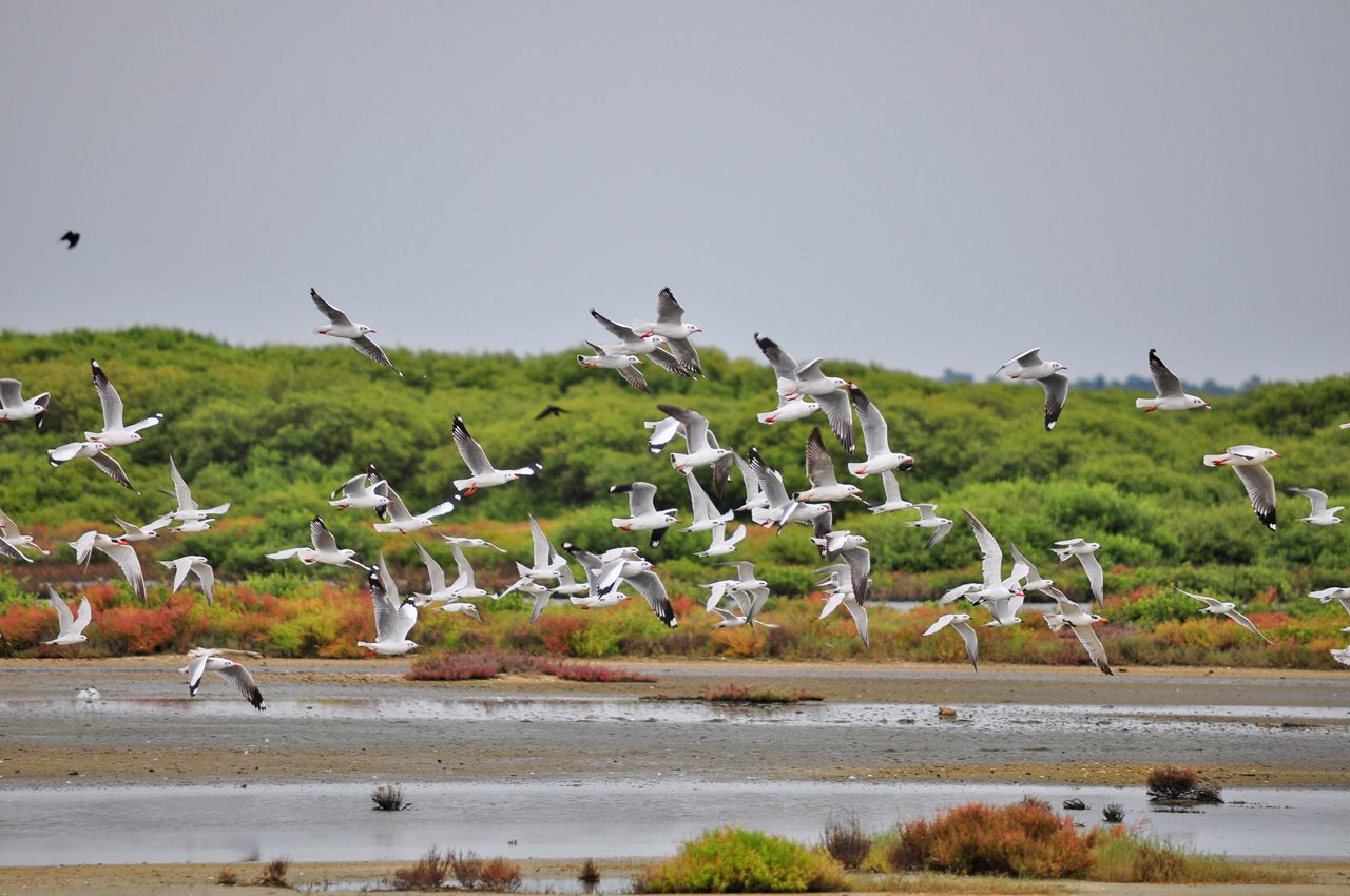 Located on the Jaffna Peninsula, the Thondamanaru Lagoon has become a crucial wetland on the Central Asian Flyway, one of the world’s major migratory routes. 