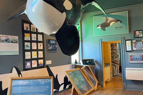 The Whale Museum
