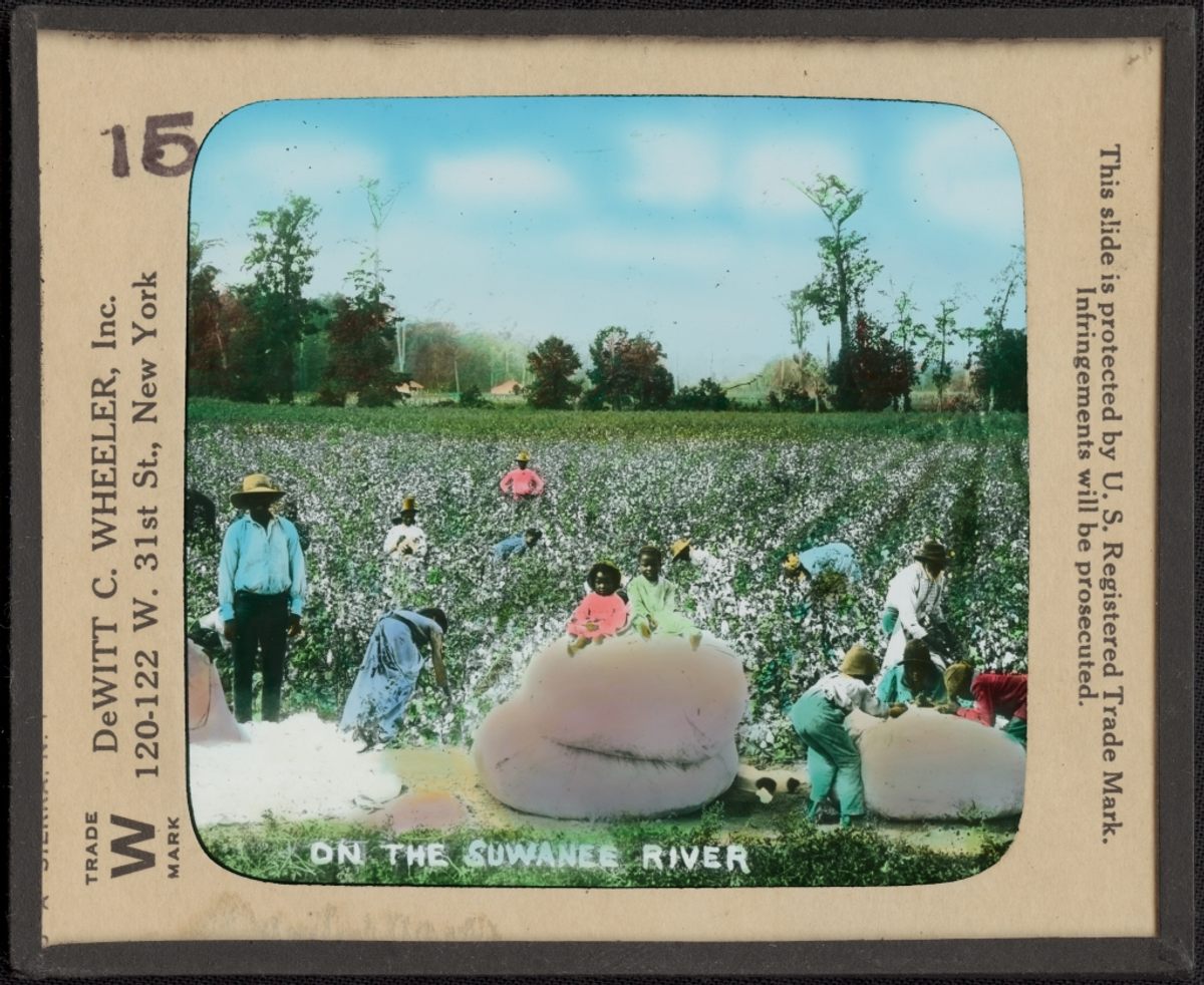 This lantern slide image of African Americans picking cotton, titled "On the Suwanee River," dates to the late-19th century.