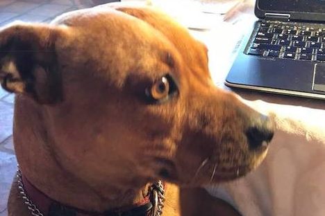 This Dog Sits on Seven Editorial Boards