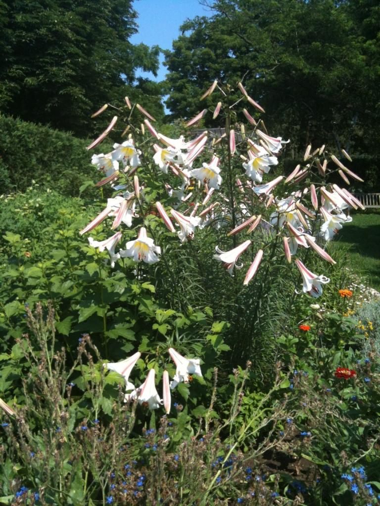 A plant from one of Henderson's potential George C. Creelman bulbs, which he thinks is likely an inferior varietal. 