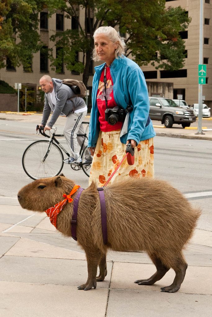 Capybara rush game unblock
