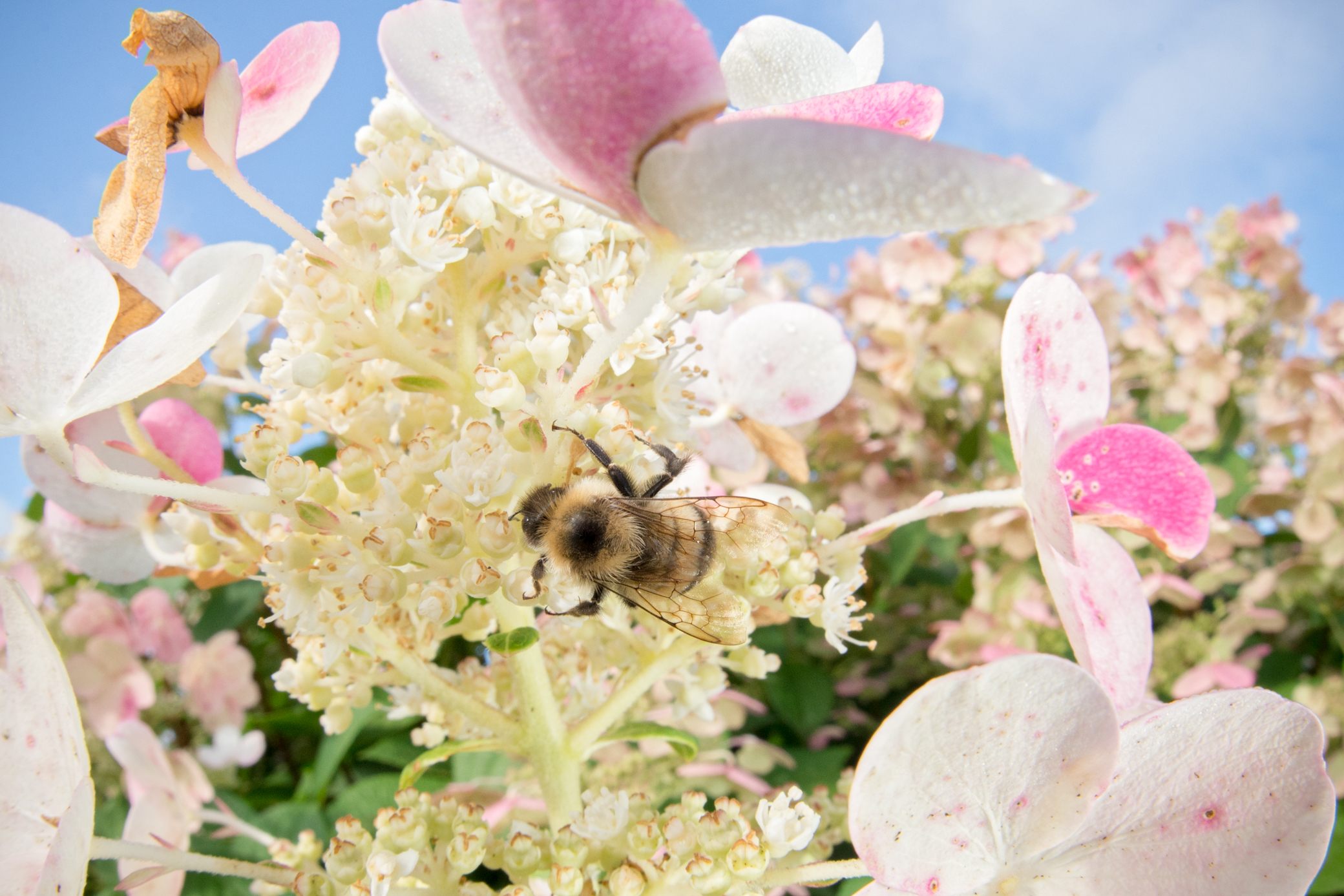 A rusty patched bumble bee amid flowers.